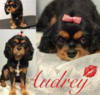 Love is in the Hair Dog Grooming - Renee