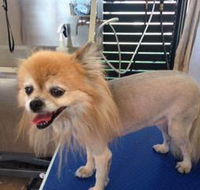 All Dogs Grooming - Renee