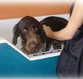 Pupstars Daycare and Grooming - Internet Find