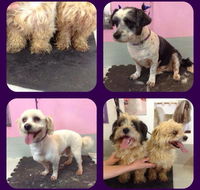 Cobbers Dog Grooming Salon - Renee