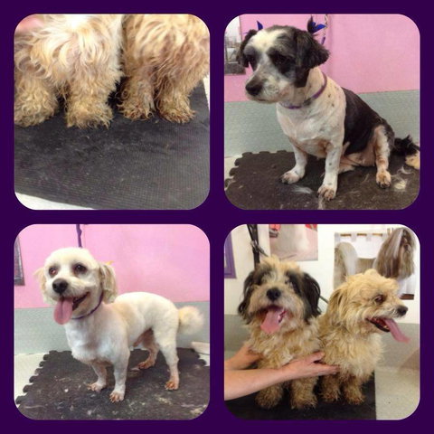 Cobbers Dog Grooming Salon - Internet Find 0