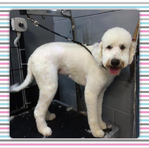 Cobbers Dog Grooming Salon - Internet Find 2