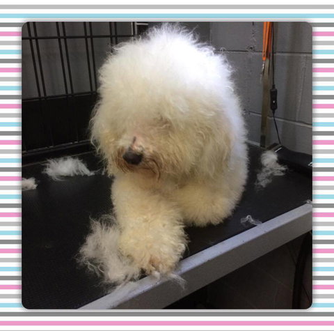 Cobbers Dog Grooming Salon - Internet Find 3
