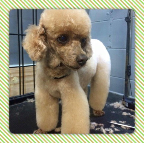 Cobbers Dog Grooming Salon - Internet Find 4