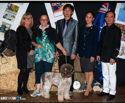 Dog Cat Clipping Washing Grooming Grafton NSW Swimm