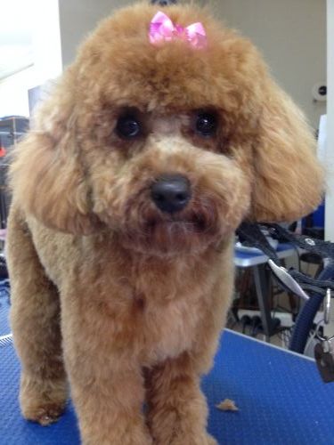 The Naked Hound Dog Grooming Salon - Renee 2