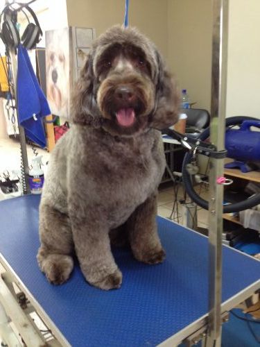 The Naked Hound Dog Grooming Salon - Renee 3