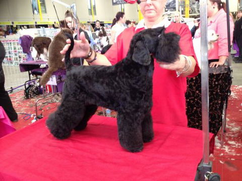 The Naked Hound Dog Grooming Salon - Renee 4