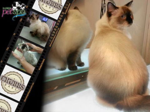 Darwin Pet Spa & Grooming - Swimm 0