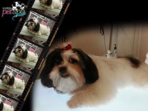 Darwin Pet Spa & Grooming - Swimm 1