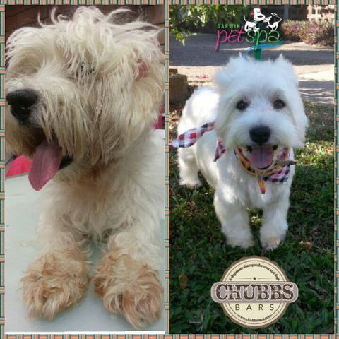 Darwin Pet Spa & Grooming - Swimm 2