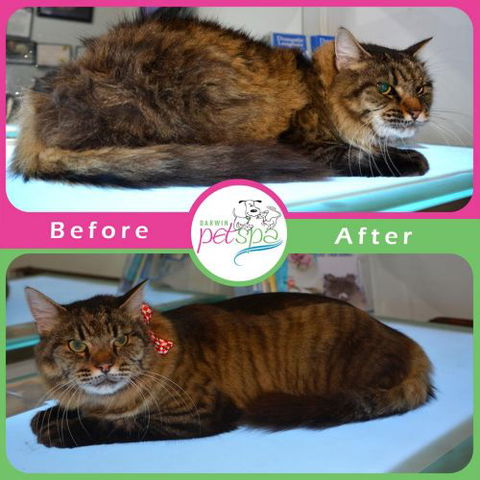 Darwin Pet Spa & Grooming - Swimm 3
