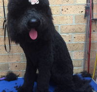 Bubbles Grooming Salon - Renee