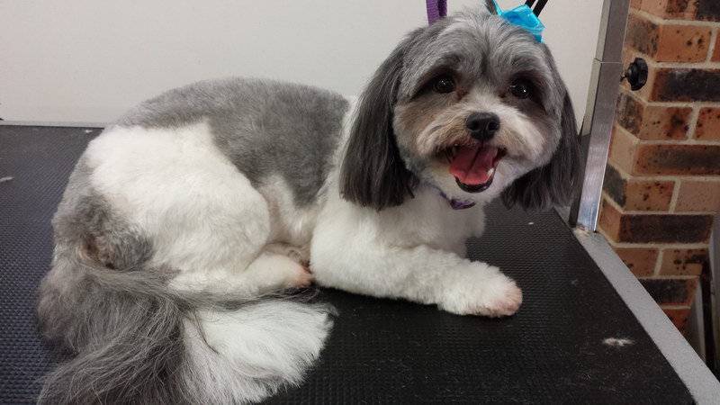 Dog Cat Clipping Washing Grooming Eleebana NSW Renee