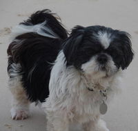 Absolutely Gorgeous Dog Grooming Salon - Renee