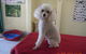 Clip ‘n’ Clean Dog Grooming - thumb 2