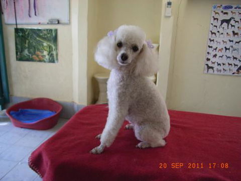 Clip ‘n’ Clean Dog Grooming - Renee 2