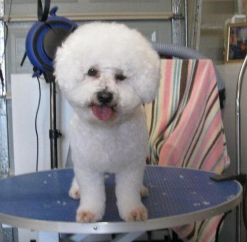 Dog Cat Clipping Washing Grooming Corlette NSW Swimm