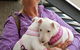 Cubbins Nelson Bay Boarding Kennels & Cattery - thumb 0