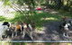 Cubbins Nelson Bay Boarding Kennels & Cattery - thumb 4