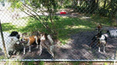 Cubbins Nelson Bay Boarding Kennels & Cattery - Internet Find 4