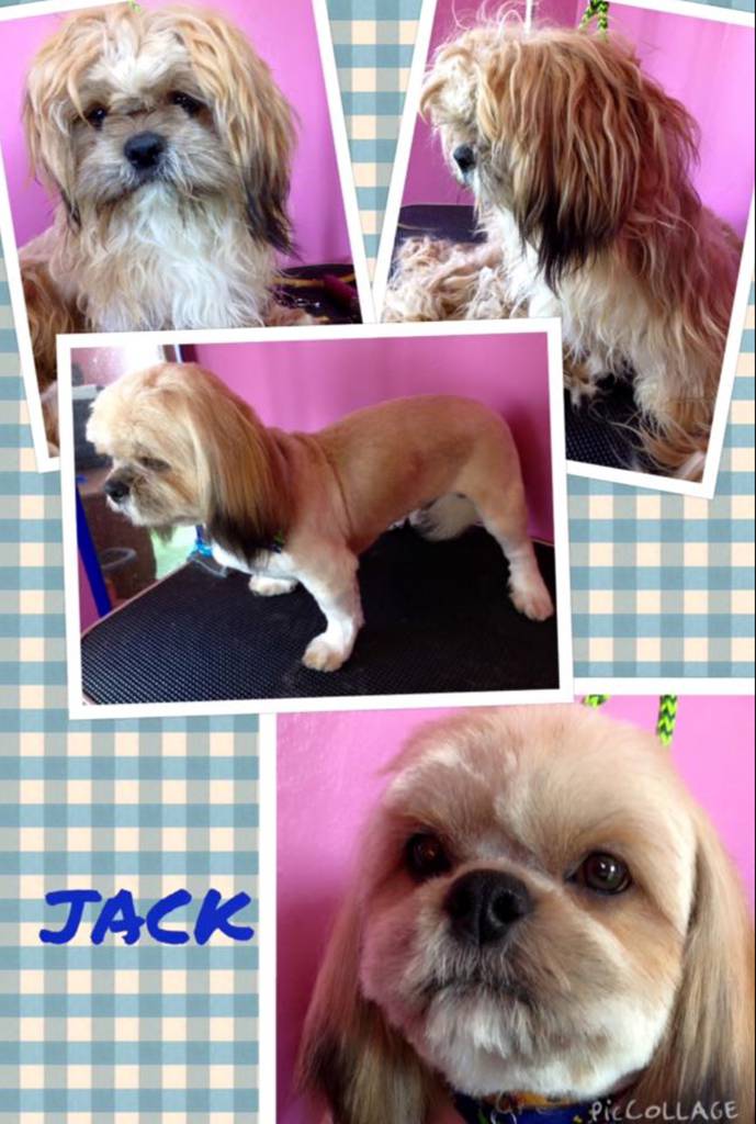 Dog Trainers Rockhampton QLD Renee