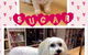 Pawkids - thumb 1