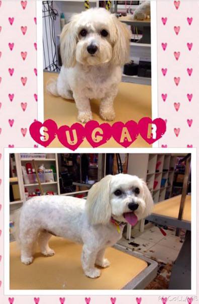 Pawkids - Renee 1