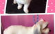 Pawkids - thumb 2