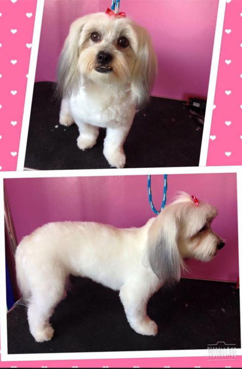 Pawkids - Renee 2