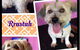 Pawkids - thumb 4