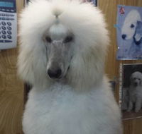 Doggie Fashion Grooming Salon - Internet Find