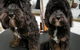 DGA Grooming Studio - thumb 0
