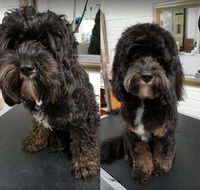DGA Grooming Studio - Renee