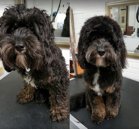 DGA Grooming Studio - Renee 0