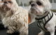 DGA Grooming Studio - thumb 1