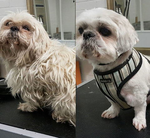 DGA Grooming Studio - Renee 1