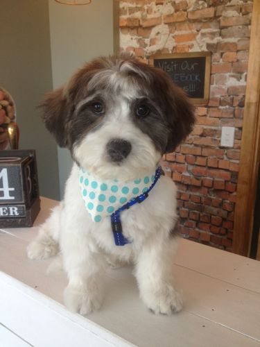 Limelight Pet Salon - Swimm 1