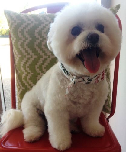 Limelight Pet Salon - Swimm 2