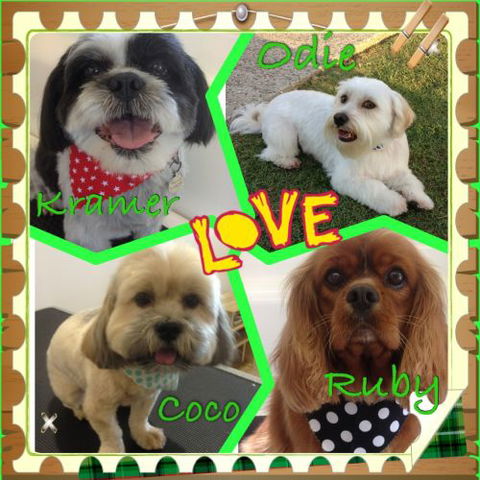 Limelight Pet Salon - Swimm 3