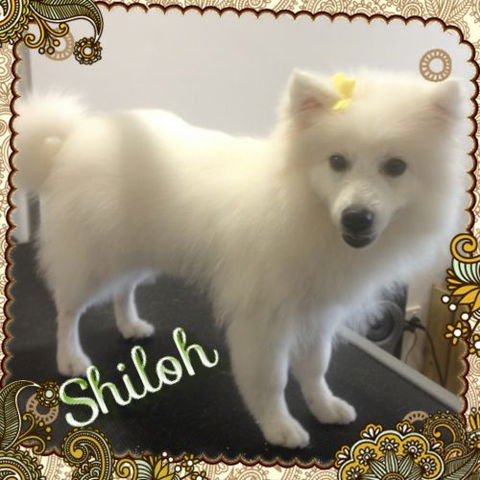 Limelight Pet Salon - Swimm 4