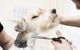 Nabiac Pet Grooming - thumb 0