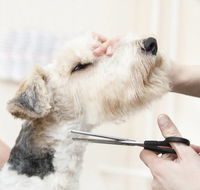 Nabiac Pet Grooming - Renee