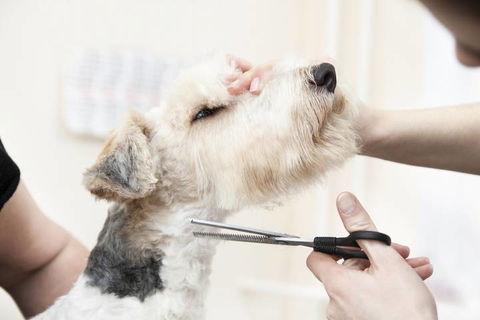 Nabiac Pet Grooming - Renee 0