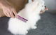 Nabiac Pet Grooming - thumb 2