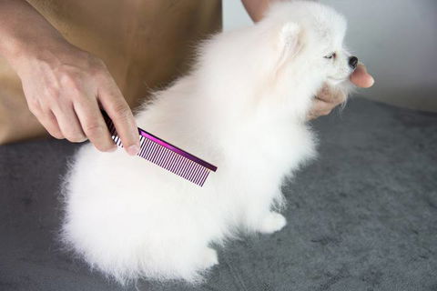 Nabiac Pet Grooming - Renee 2