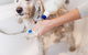 Nabiac Pet Grooming - thumb 3