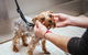 Nabiac Pet Grooming - thumb 4