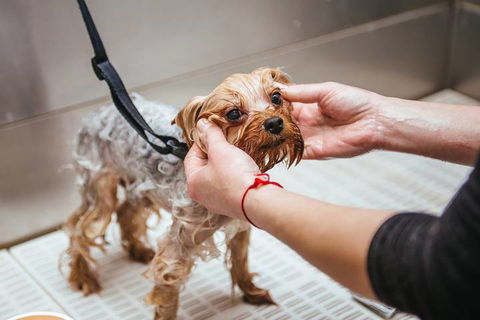 Nabiac Pet Grooming - Renee 4