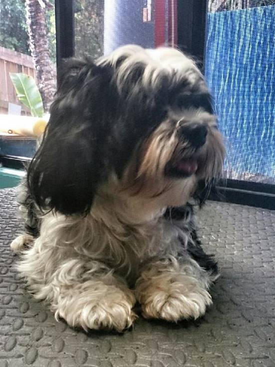 Dog Boarding Kennels Cannonvale QLD Renee